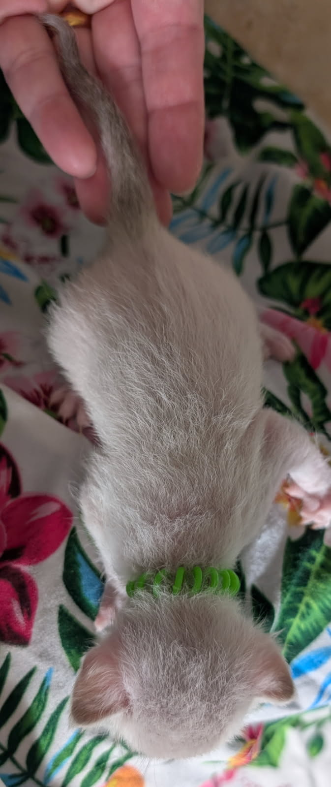 Aspen - Green Collar